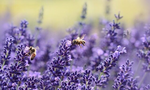 Które pszczoły przeżywają zimę?